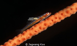 Whip Coral Goby with Parasite by Jagwang Koo 